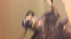 Ферма бабочек! Вывожу бабочек из куколок за 8 дней.