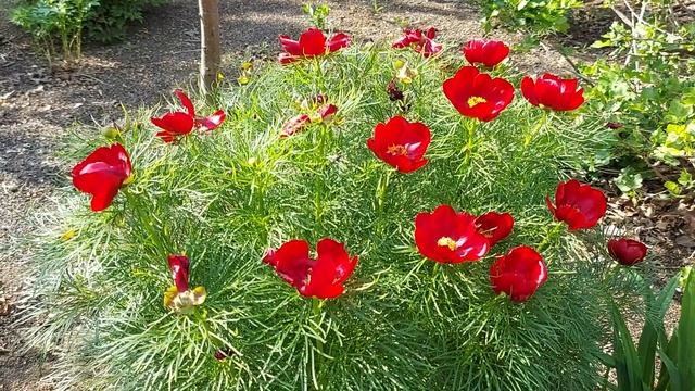 23 мая 2023 г. Пион степной, пион уклоняющийся (Марьин корень). смотреть онлайн