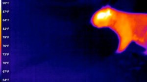 Thermal Video of A Curious Squirrel [Seek CompactPRO Version]