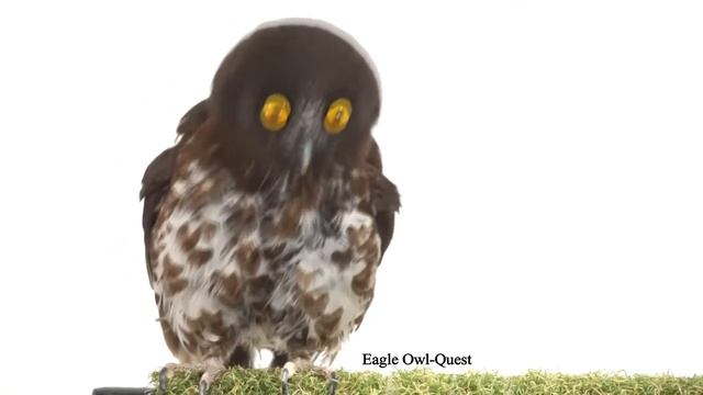 Just a Hawk Owl staring around フクロウ ワシミミズク сова сыч филин 雕鸮 猫头鹰 올빼미목 Burung Hantu