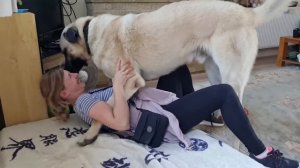 Kangal Greets His Owner