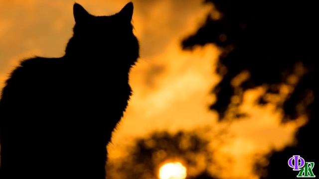 Сатана 6 «Ох, и рассердится Сатана! Он страсть, как собак не любит!» - размышляла Степанида