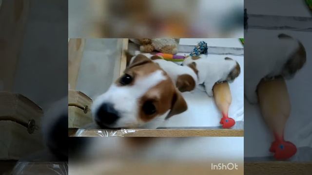 Щенки Джек Рассел терьера смотреть онлайн