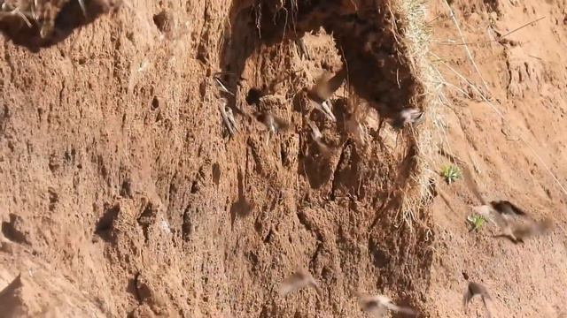 Ласточки береговушки 13 мая смотреть онлайн