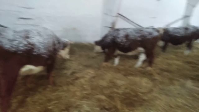 Беспривязное содержание коров/Loose cow keeping смотреть онлайн