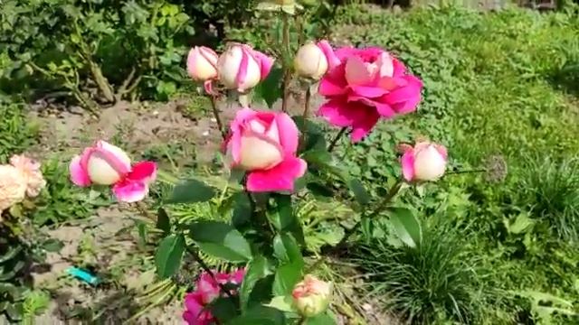 Одна из любимых роз Кроненбург от Елены Иващенко.  Цветы дм до 20см как и Аллилуйя