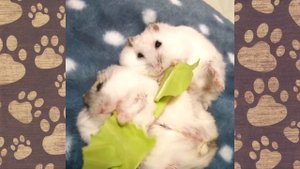 2 ХОМЯЧКА ДЖУНГАРИКА ОБЖОРЫ) Видео ХОМКИ