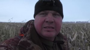 Охота на кабана в кукурузе с лайками. Сначала подняли секача, потом нарвались на стадо. Boar huntin