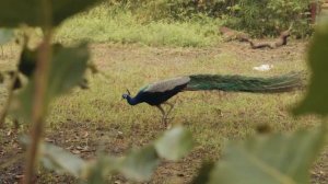 Павлин распускает хвост! Брачный танец павлина. Удивительные факты о павлинах.