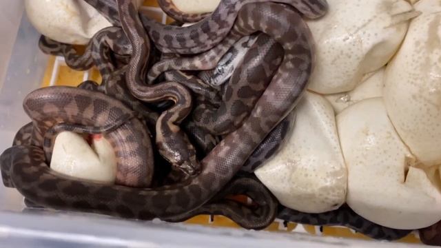 MOONGLOW CARPET PYTHON DREAM CLUTCH! April 5, 2020