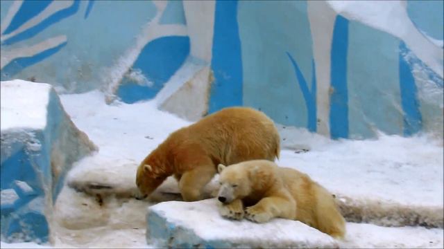 Полусонные мишки-мимимишки. 20.12.19 г. смотреть онлайн