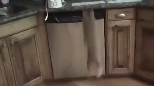 Скотчевый кот