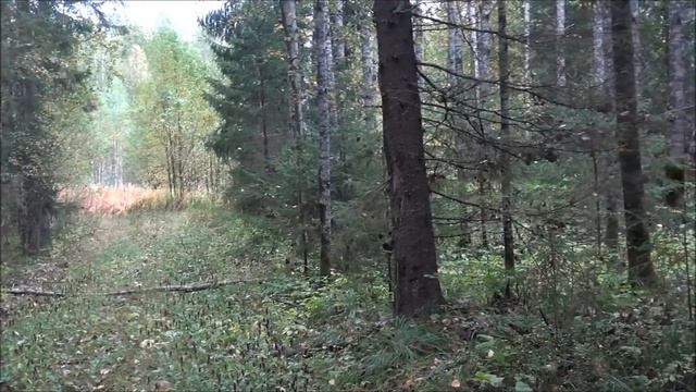 Охота с гончими на зайца - Баян вл. Первышов Д, Вапило вл. Артемьев А, Сигнал (Плакуня)вл.Шатров В. смотреть онлайн