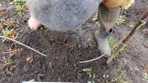 РАЗМНОЖЕНИЕ СОРТОВОГО ФУНДУКА ДУГОВИДНЫМИ ОТВОДКАМИ.100% результат. Проверенно