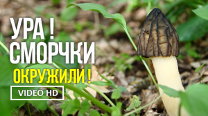 УРА ! СМОРЧКИ ОКРУЖИЛИ ! 18 апреля 2022 года. Сбор сморчка полусвободного (Morchella semilibera).