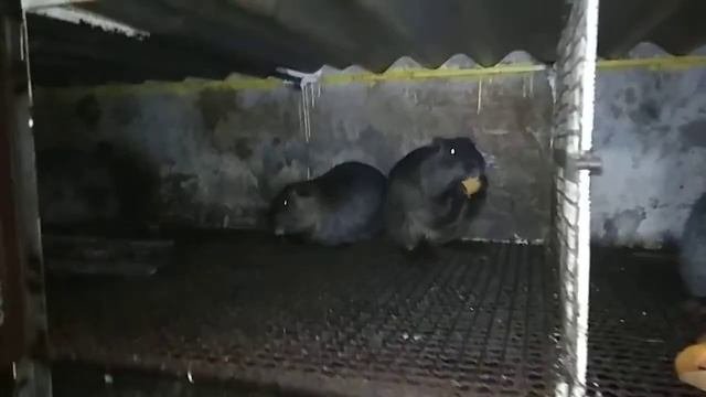 Кормление нутрий в зимний период сочными кормами