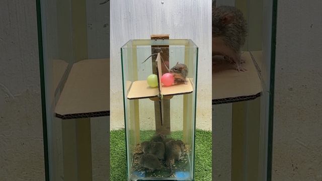 Best mouse trap idea/good rat trap at home #mousetrap #mousetrap2022 #rattrap #rat