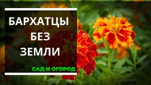 Как получить в домашних условиях большое количество рассады бархатцев без земли