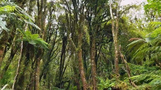 Ледники Новой Зеландии/ Franz Josef and Fox Glacier, Lake Mathenson, NEW ZEALAND 4K смотреть онлайн