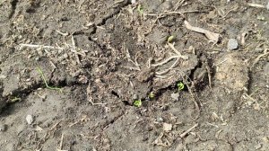 Теплица. 12 апреля..mp4