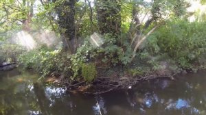 Fishing for chub on dragonfly in England. Ловля голавля на стрекозу в Англии