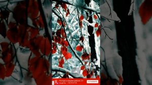 Как поставить обои с помощью 4K Wallpapers