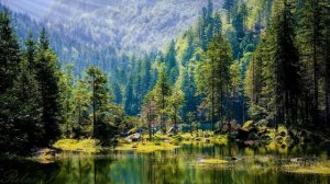 ? Кваканье лягушек. ? Звуки природы и пение птиц 3 часа. Шум ветра. Белый шум для сна ?