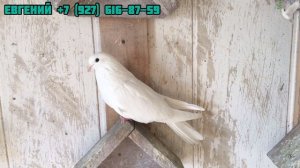 Николаевские мраморные голуби Евгения