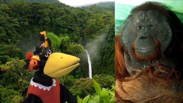 Калимантанский орангутан смотреть онлайн