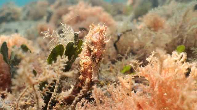 Panasonic GH6 DEMO Reel FLORIDA смотреть онлайн