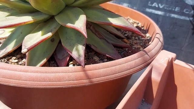 echeveria agavoides//locos por las plantas смотреть онлайн