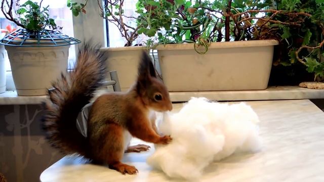 Белка Ноби готовится к зиме. Noble prepares for winter. смотреть онлайн