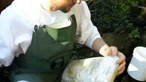 Выращивание грибов вешенка на пнях How to plant oyster at stumps