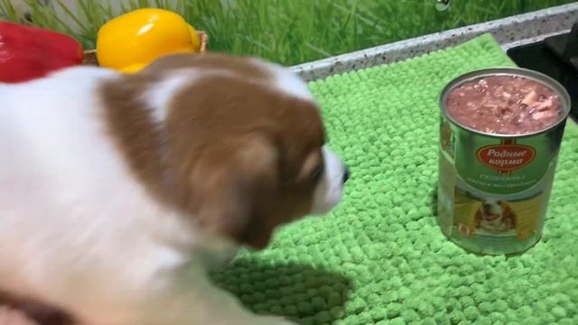 Щенок Джек Рассел терьера - девочка Бусинка смотреть онлайн