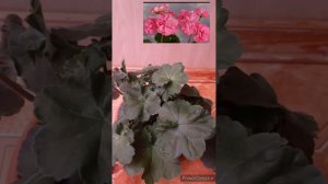 Пеларгония ТА - Молли