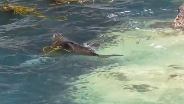 Тюлени Акароа, сидят на камнях и плавают смотреть онлайн