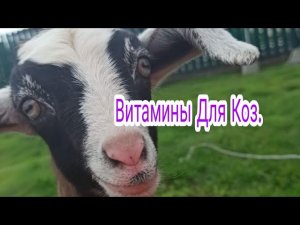 Витамины Для Коз.