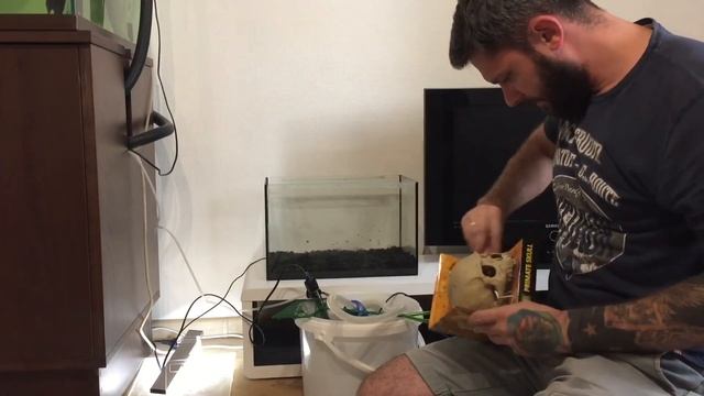 Оформление аквариума. Калабарский каламоихт. Покупка новой рыбки смотреть онлайн