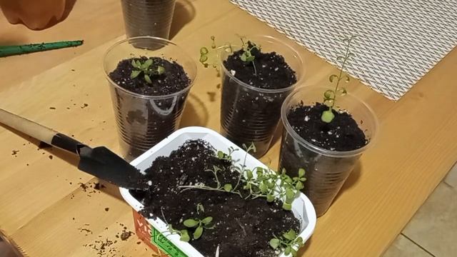 Нужно ли прищипывать лаванду? Пикировка и прищипка. смотреть онлайн