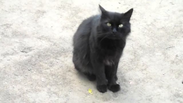 Белая кошка черный кот  White  Cat Black Cat