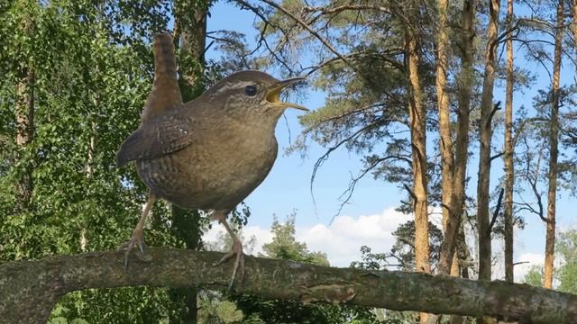 певчие птицы вокруг нас 2 Songbirds around us