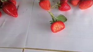 Обзор самых новых сортов клубники 2023. Люция, Джуси, Клодия, Хлоя, Порландо, Опера, Твист.