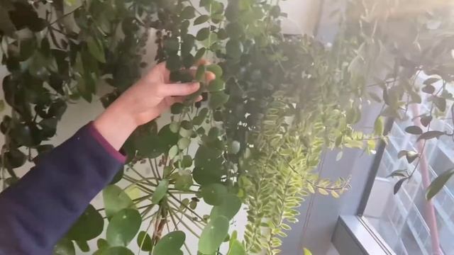 Обзор цветов в спальне - мои эсхинантусы, монстеры и пеперомии