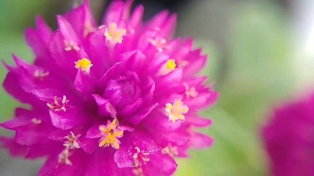 Purple Flower ( Gomphrena Globosa ) Bunga Kancing - White Flower ( Solanum Torvum ) Bunga Takokak смотреть онлайн