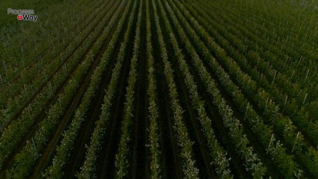 ДЕЛАЮ ЗЕЛЕНОЕ УДОБРЕНИЕ НЕМНОГО ПО ДРУГОМУ! СЫПЛЮ ЭТО ЧТОБЫ НАСТОЙ БЫЛ В 3 РАЗА ПИТАТЕЛЬНЕЕ! смотреть онлайн