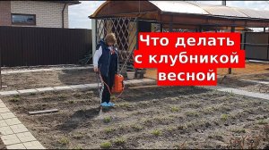 Что делать с клубникой весной: Первая и очень важная подкормка клубники весной!