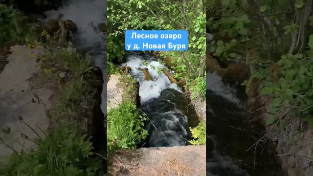 Дикая природа лес водопад в 35 км от СПб чистая ключевая вода