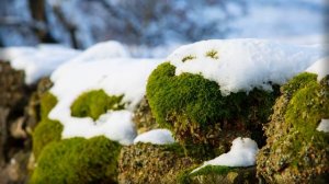 Мхи: общая характеристика