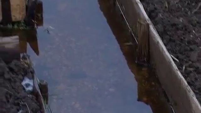 Вичелово затопило