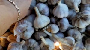 ДЕЛА ОГОРОДНЫЕ  //СРЕЗАЮ МАЛИНУ//САЖАЕМ  ЧЕСНОК//